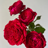 Red Leonardo da vinci